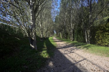 İtalya 'da güneşli bir günde çıplak kavak kuşlarının arasındaki toprak yol.