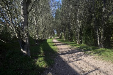 İtalya 'da güneşli bir günde çıplak kavak kuşlarının arasındaki toprak yol.