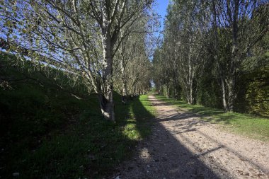 İtalya 'da güneşli bir günde çıplak kavak kuşlarının arasındaki toprak yol.