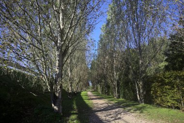 İtalya 'da güneşli bir günde çıplak kavak kuşlarının arasındaki toprak yol.