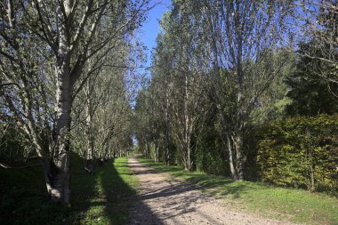 İtalya 'da güneşli bir günde çıplak kavak kuşlarının arasındaki toprak yol.