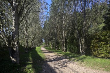 İtalya 'da güneşli bir günde çıplak kavak kuşlarının arasındaki toprak yol.