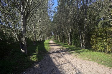 İtalya 'da güneşli bir günde çıplak kavak kuşlarının arasındaki toprak yol.