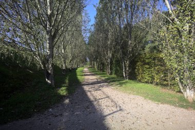 İtalya 'da güneşli bir günde çıplak kavak kuşlarının arasındaki toprak yol.