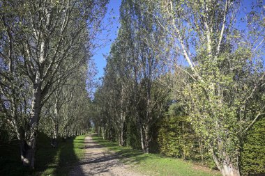 İtalya 'da güneşli bir günde çıplak kavak kuşlarının arasındaki toprak yol.