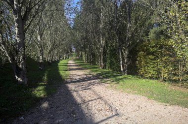 İtalya 'da güneşli bir günde çıplak kavak kuşlarının arasındaki toprak yol.