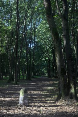 Bir parkın içindeki gölgede kısmen toprak yol üzerinde ağaçlar ve yolun bir bölümünü çevreleyen sütunlar var.