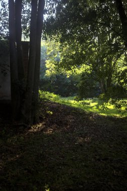 Güneşli bir sonbaharda güneşli bir günde, İtalya kırsalında ağaçlarla çevrili açık alanda.