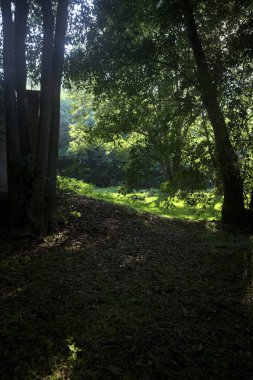 Güneşli bir sonbaharda güneşli bir günde, İtalya kırsalında ağaçlarla çevrili açık alanda.