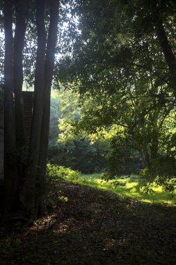 Güneşli bir sonbaharda güneşli bir günde, İtalya kırsalında ağaçlarla çevrili açık alanda.