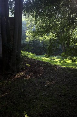 Güneşli bir sonbaharda güneşli bir günde, İtalya kırsalında ağaçlarla çevrili açık alanda.