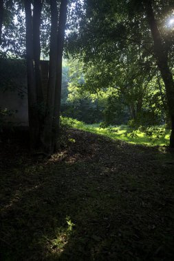 Güneşli bir sonbaharda güneşli bir günde, İtalya kırsalında ağaçlarla çevrili açık alanda.