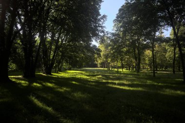 Güneşli bir sonbaharda güneşli bir günde, İtalya kırsalında ağaçlarla çevrili açık alanda.