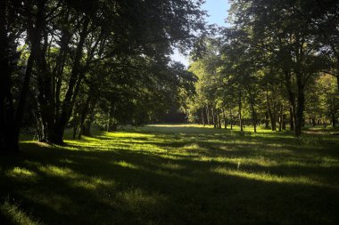 Güneşli bir sonbaharda güneşli bir günde, İtalya kırsalında ağaçlarla çevrili açık alanda.