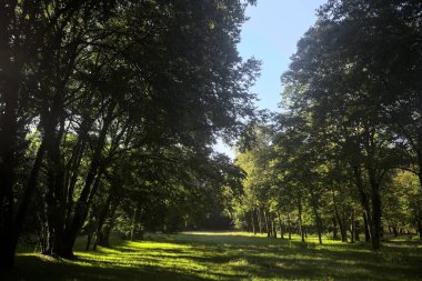 Güneşli bir sonbaharda güneşli bir günde, İtalya kırsalında ağaçlarla çevrili açık alanda.