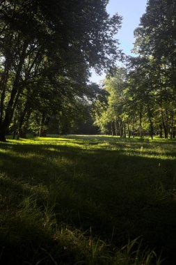 Güneşli bir sonbaharda güneşli bir günde, İtalya kırsalında ağaçlarla çevrili açık alanda.