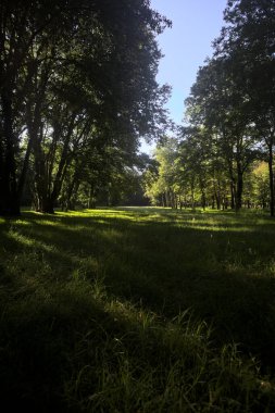 Güneşli bir sonbaharda güneşli bir günde, İtalya kırsalında ağaçlarla çevrili açık alanda.