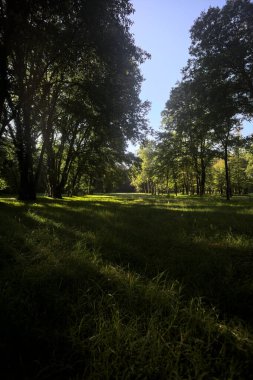 Güneşli bir sonbaharda güneşli bir günde, İtalya kırsalında ağaçlarla çevrili açık alanda.