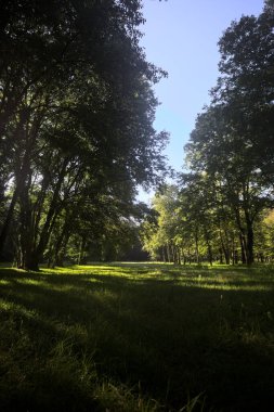 Güneşli bir sonbaharda güneşli bir günde, İtalya kırsalında ağaçlarla çevrili açık alanda.