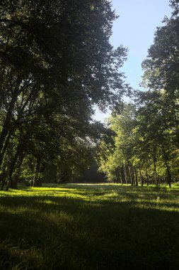 Güneşli bir sonbaharda güneşli bir günde, İtalya kırsalında ağaçlarla çevrili açık alanda.