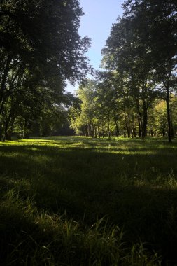 Güneşli bir sonbaharda güneşli bir günde, İtalya kırsalında ağaçlarla çevrili açık alanda.