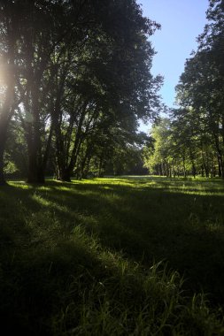Güneşli bir sonbaharda güneşli bir günde, İtalya kırsalında ağaçlarla çevrili açık alanda.