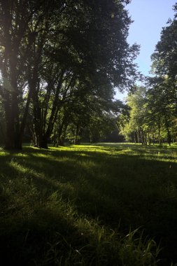 Güneşli bir sonbaharda güneşli bir günde, İtalya kırsalında ağaçlarla çevrili açık alanda.