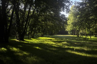 Güneşli bir sonbaharda güneşli bir günde, İtalya kırsalında ağaçlarla çevrili açık alanda.