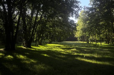 Güneşli bir sonbaharda güneşli bir günde, İtalya kırsalında ağaçlarla çevrili açık alanda.