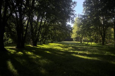 Güneşli bir sonbaharda güneşli bir günde, İtalya kırsalında ağaçlarla çevrili açık alanda.