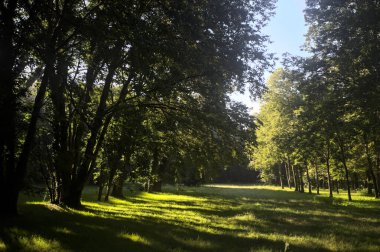 Güneşli bir sonbaharda güneşli bir günde, İtalya kırsalında ağaçlarla çevrili açık alanda.