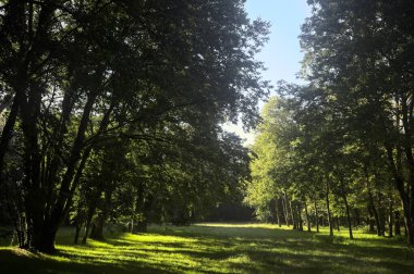 Güneşli bir sonbaharda güneşli bir günde, İtalya kırsalında ağaçlarla çevrili açık alanda.