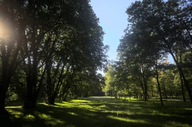 Güneşli bir sonbaharda güneşli bir günde, İtalya kırsalında ağaçlarla çevrili açık alanda.