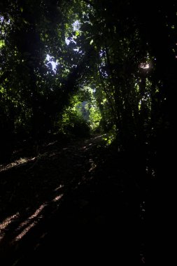 Ormanın gölgesinde, üzerinde ağaçlar olan patika.