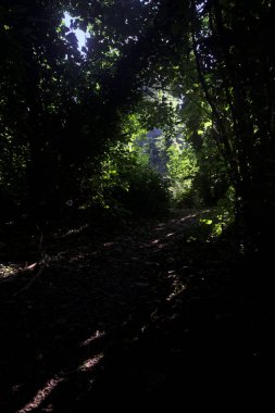 Ormanın gölgesinde, üzerinde ağaçlar olan patika.