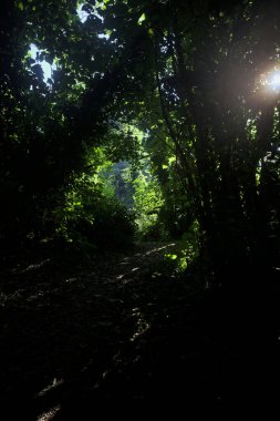 Ormanın gölgesinde, üzerinde ağaçlar olan patika.