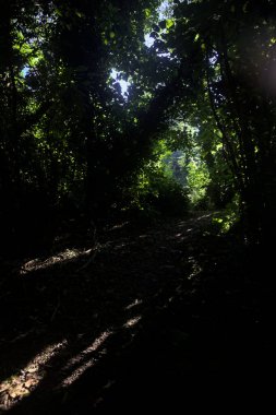 Ormanın gölgesinde, üzerinde ağaçlar olan patika.