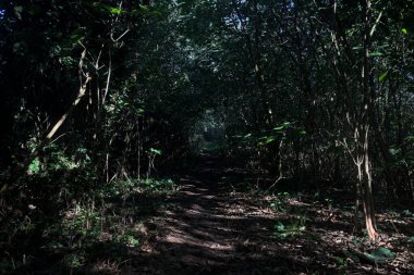 Ormanın gölgesinde, üzerinde ağaçlar olan patika.