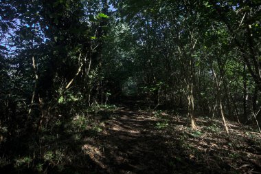 Ormanın gölgesinde, üzerinde ağaçlar olan patika.