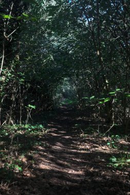 Ormanın gölgesinde, üzerinde ağaçlar olan patika.