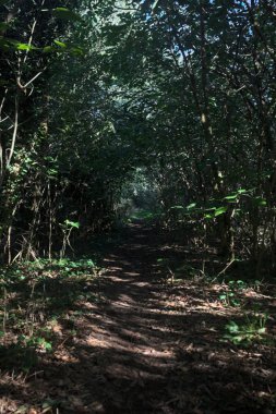Ormanın gölgesinde, üzerinde ağaçlar olan patika.
