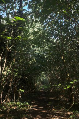 Ormanın gölgesinde, üzerinde ağaçlar olan patika.