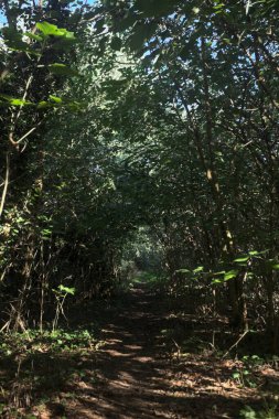 Ormanın gölgesinde, üzerinde ağaçlar olan patika.