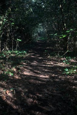 Ormanın gölgesinde, üzerinde ağaçlar olan patika.