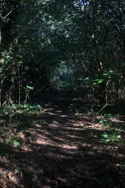 Ormanın gölgesinde, üzerinde ağaçlar olan patika.