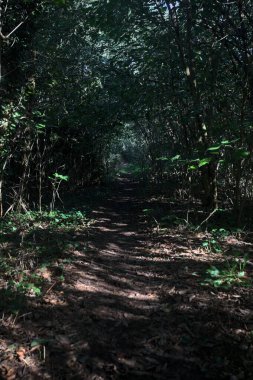 Ormanın gölgesinde, üzerinde ağaçlar olan patika.