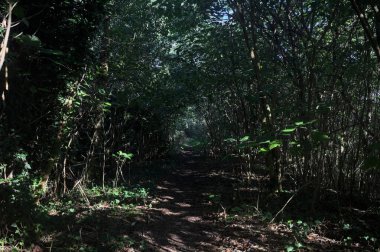 Ormanın gölgesinde, üzerinde ağaçlar olan patika.