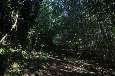 Ormanın gölgesinde, üzerinde ağaçlar olan patika.