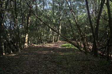 Yol boyunca uzanan ve yolu tıkayan ağaçlarla çevrili bir set üzerinde yol.