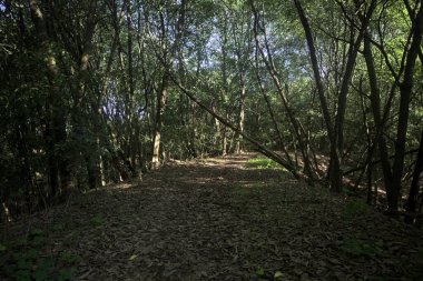 Yol boyunca uzanan ve yolu tıkayan ağaçlarla çevrili bir set üzerinde yol.